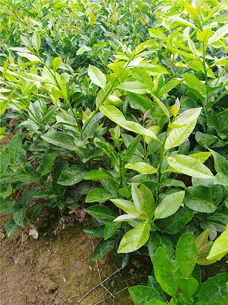 香水柠檬苗  青柠檬， 香水柠檬