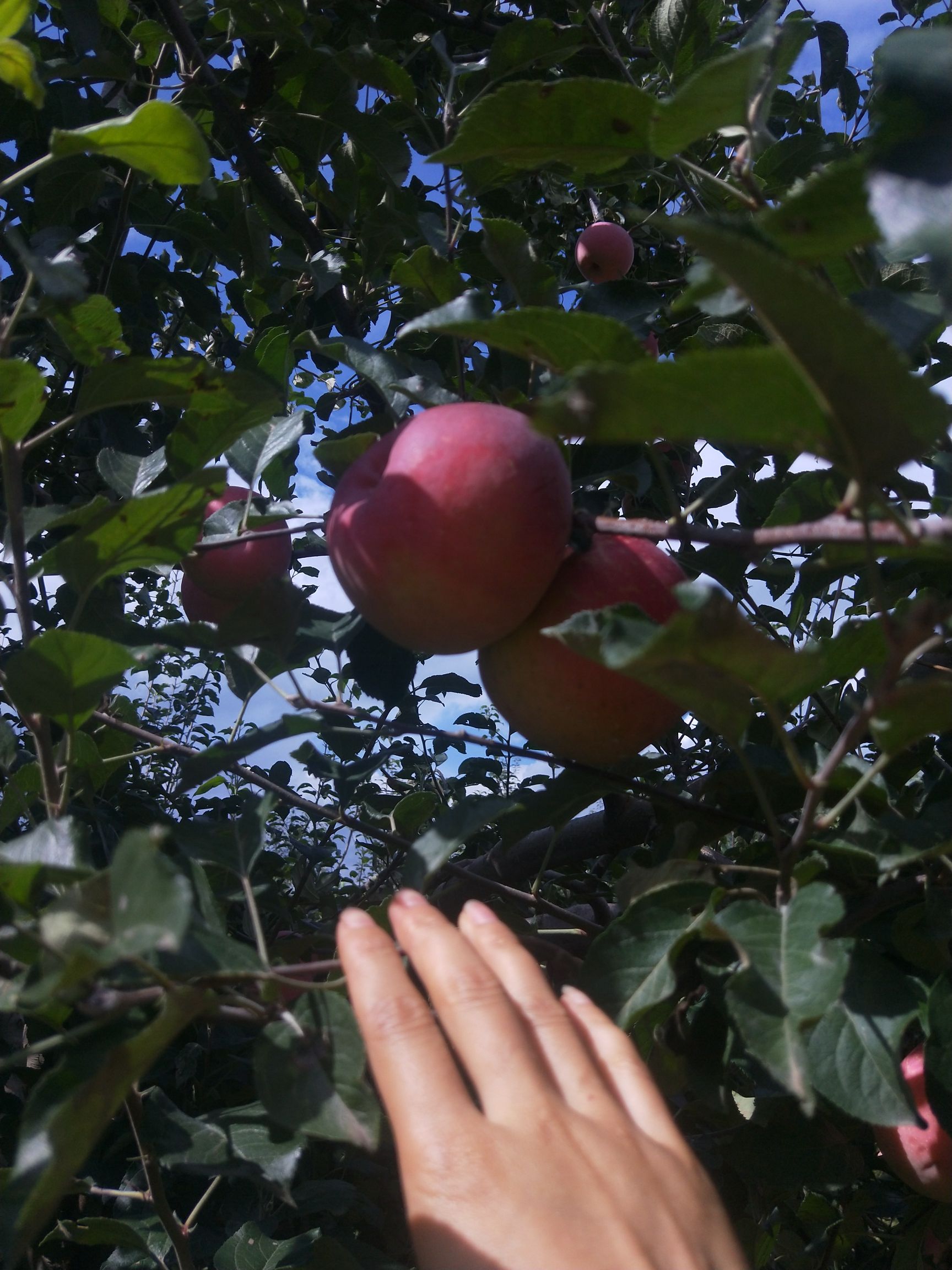  昭通苹果之乡 糖心丑苹果