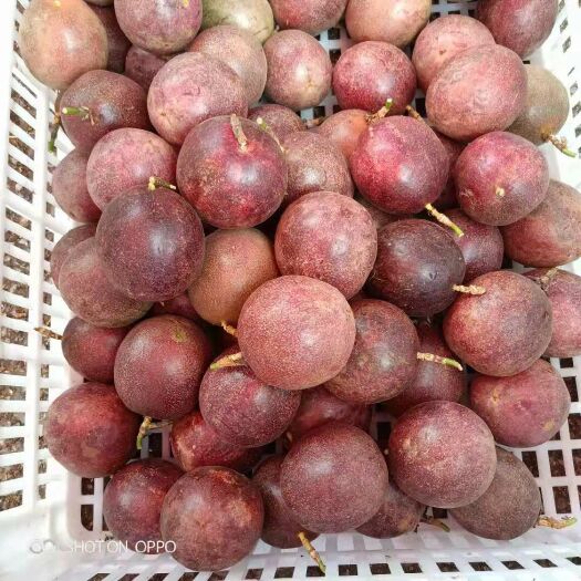贞丰县紫香一号百香果 国家扶贫产业！绿色食品！