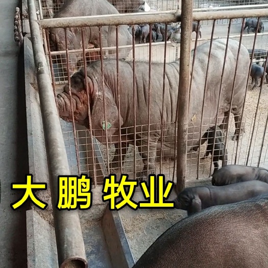 临沂太湖猪  原种太湖母猪，梅山太湖，二花脸太湖全国发货
