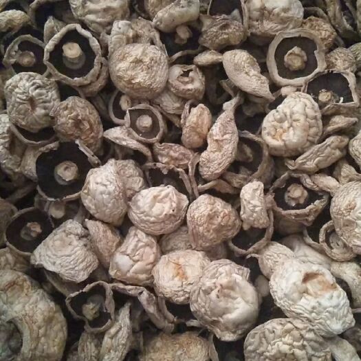 昔阳县双孢菇  干口蘑小开伞