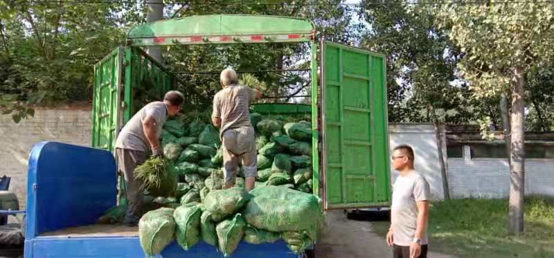 精美麦冬草，绿化苗，工程用苗，麦冬种苗，全国发货。