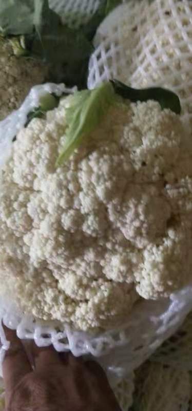 沛县白花菜花  精品白花菜，重2－3斤。