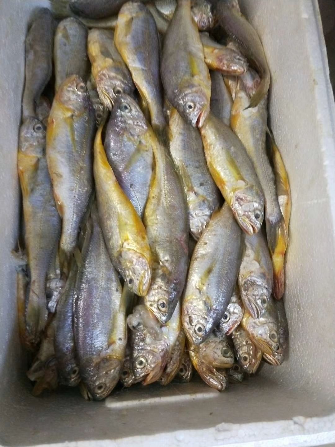 黄花鱼小黄鱼