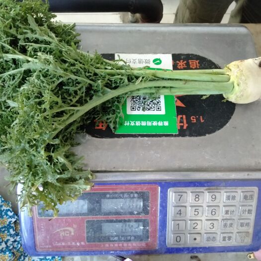 太仆寺旗 大量芥菜出售