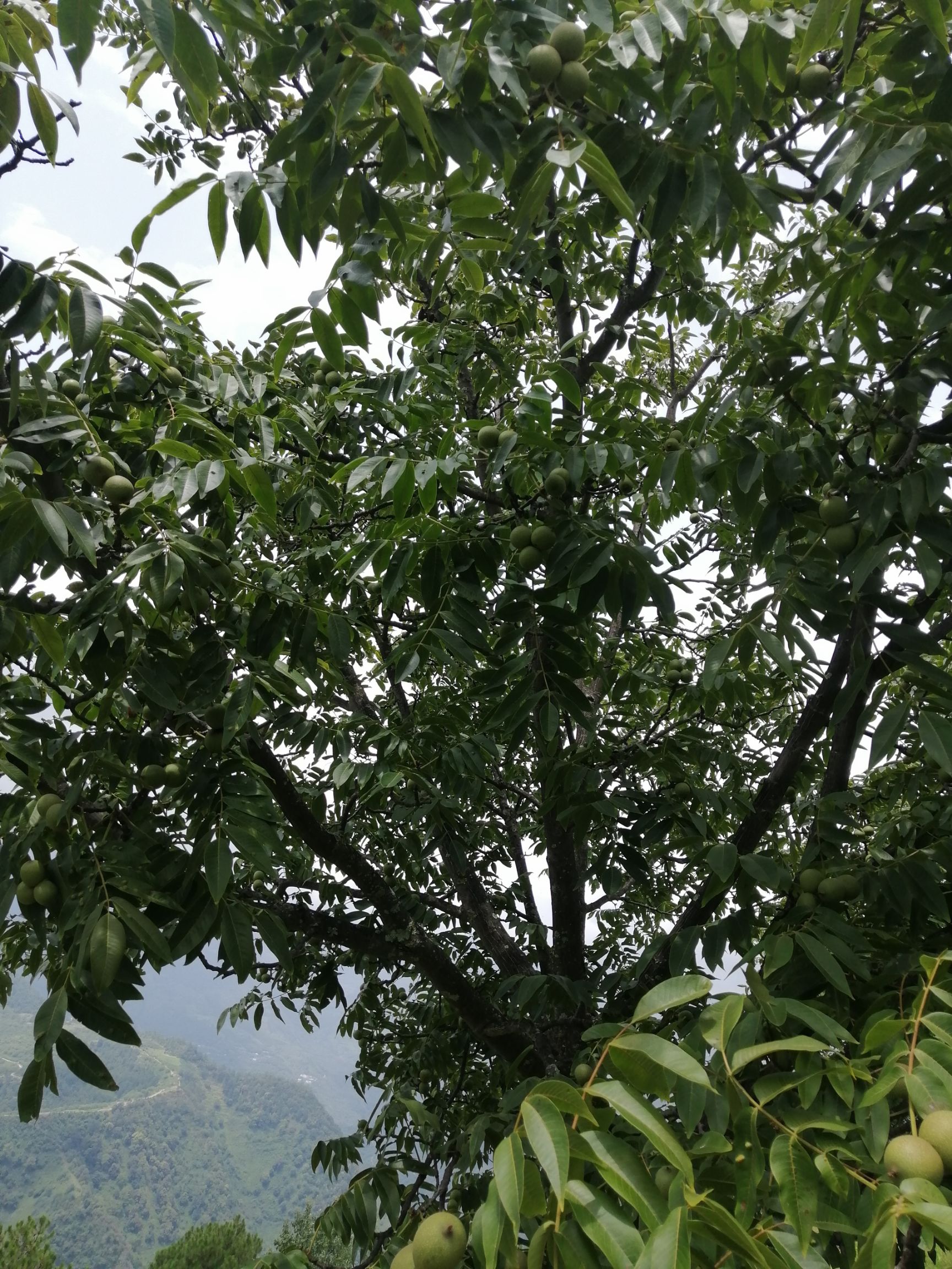 青皮核桃 需要的干快啦