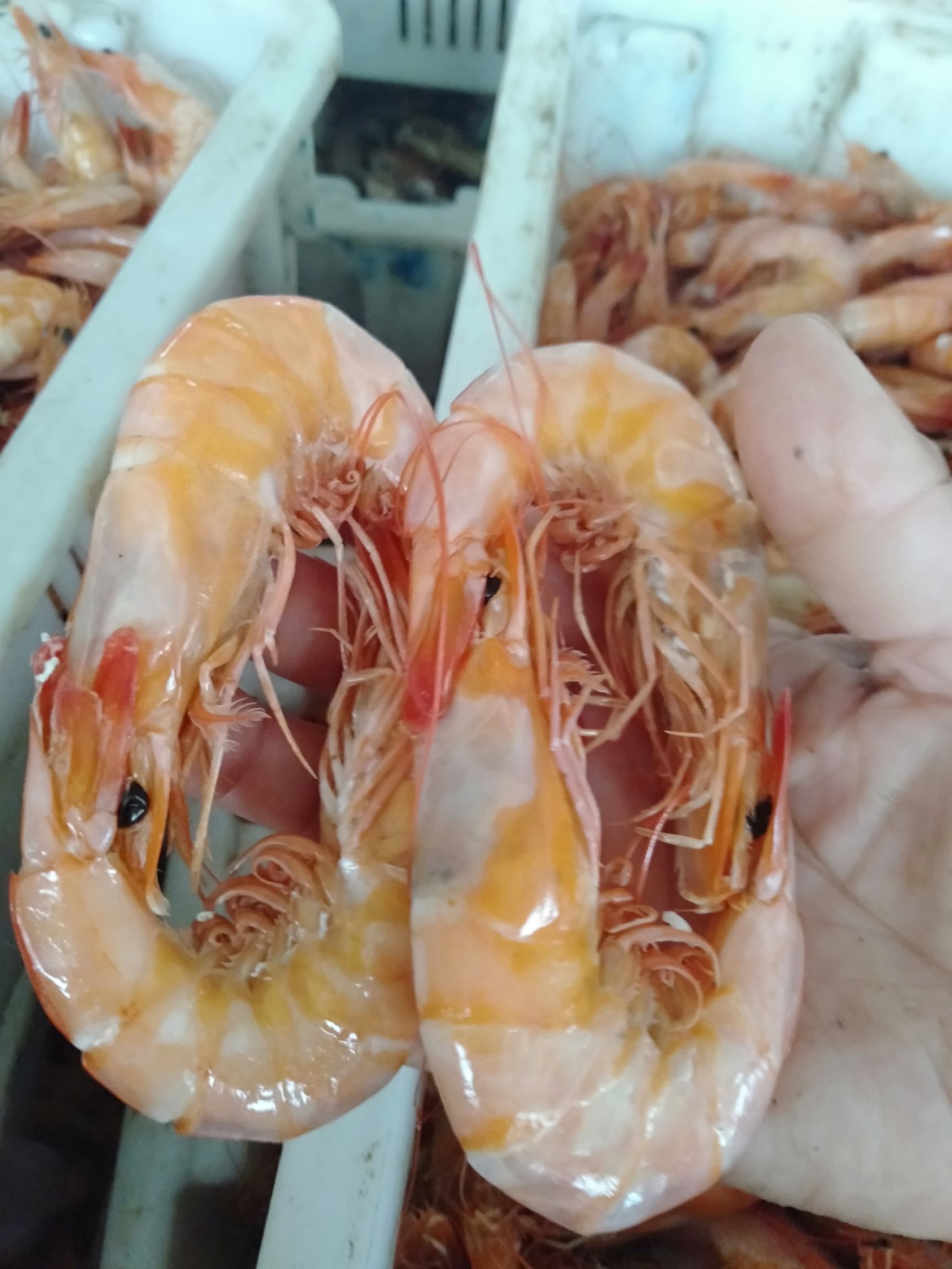 滨州冻海虾 正综的海虾，渤海湾里的对虾，肉厚味鲜。