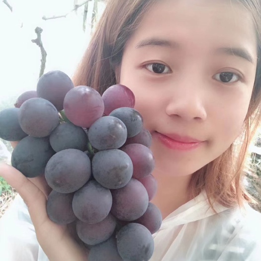 寿宁县 宁德寿宁美丽乡村-凤阳-生态富锌葡萄

寿宁凤阳生态富锌葡萄