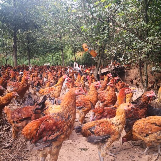 宣威市生态散养土鸡（感兴趣的可以聊价格了）提供单支发货