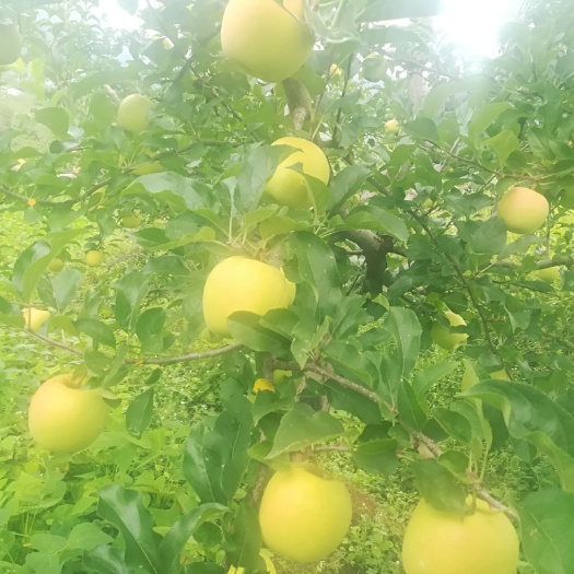 宁蒗县 丽江天然高原野生苹果，