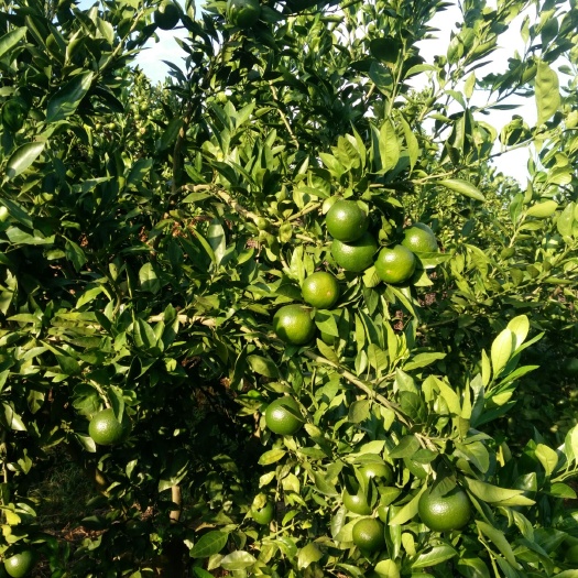蜜桔 果地现摘