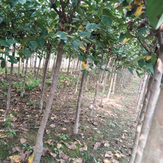 泰安山毛桃树苗 基地批发4公分樱桃树，品种齐全。干直冒圆，根系发