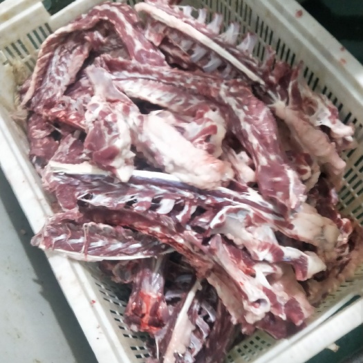 锡林浩特大尾羊  羔羊龙骨