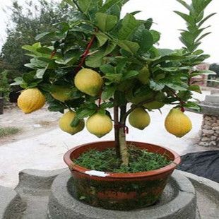 香水柠檬苗  青柠檬， 香水柠檬