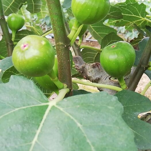 兰溪市玛斯义陶芬 有多年代办经验，按客户要求包装，欢迎来电订货