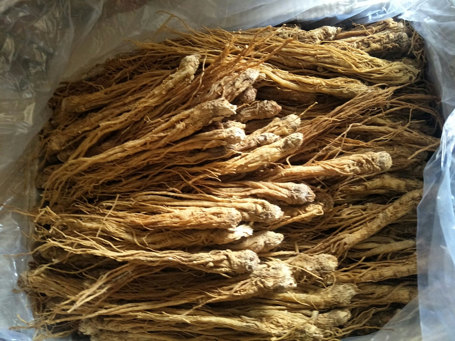 甘肃岷县水洗黄当归，一年四季供货