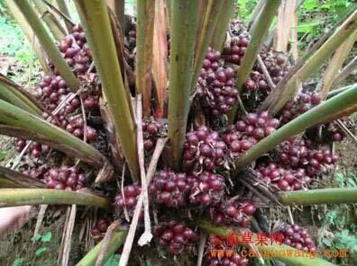 马关县草果苗 丛生苗 2.0~2.5米