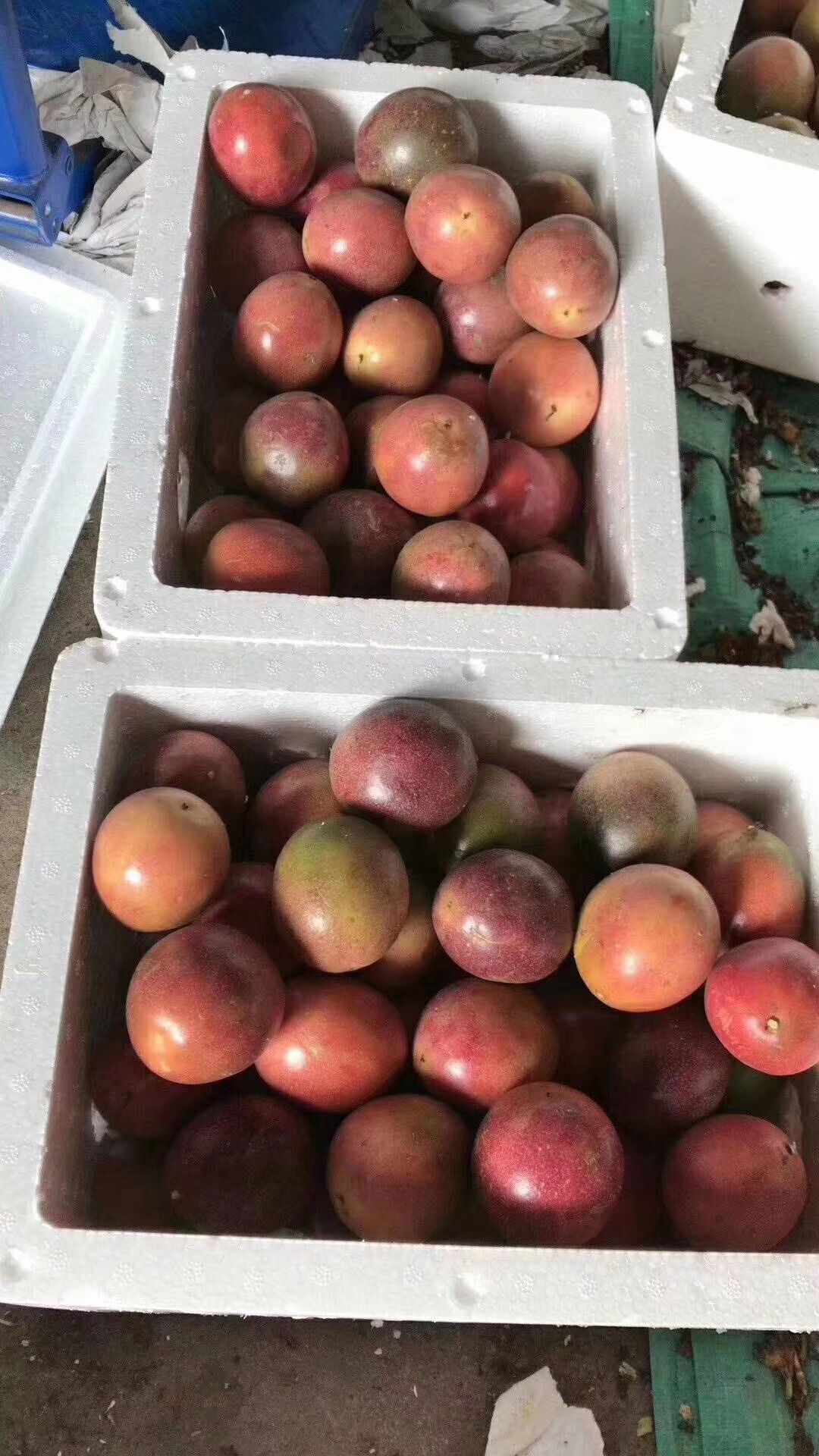 紫香百香果苗 紫香百香果