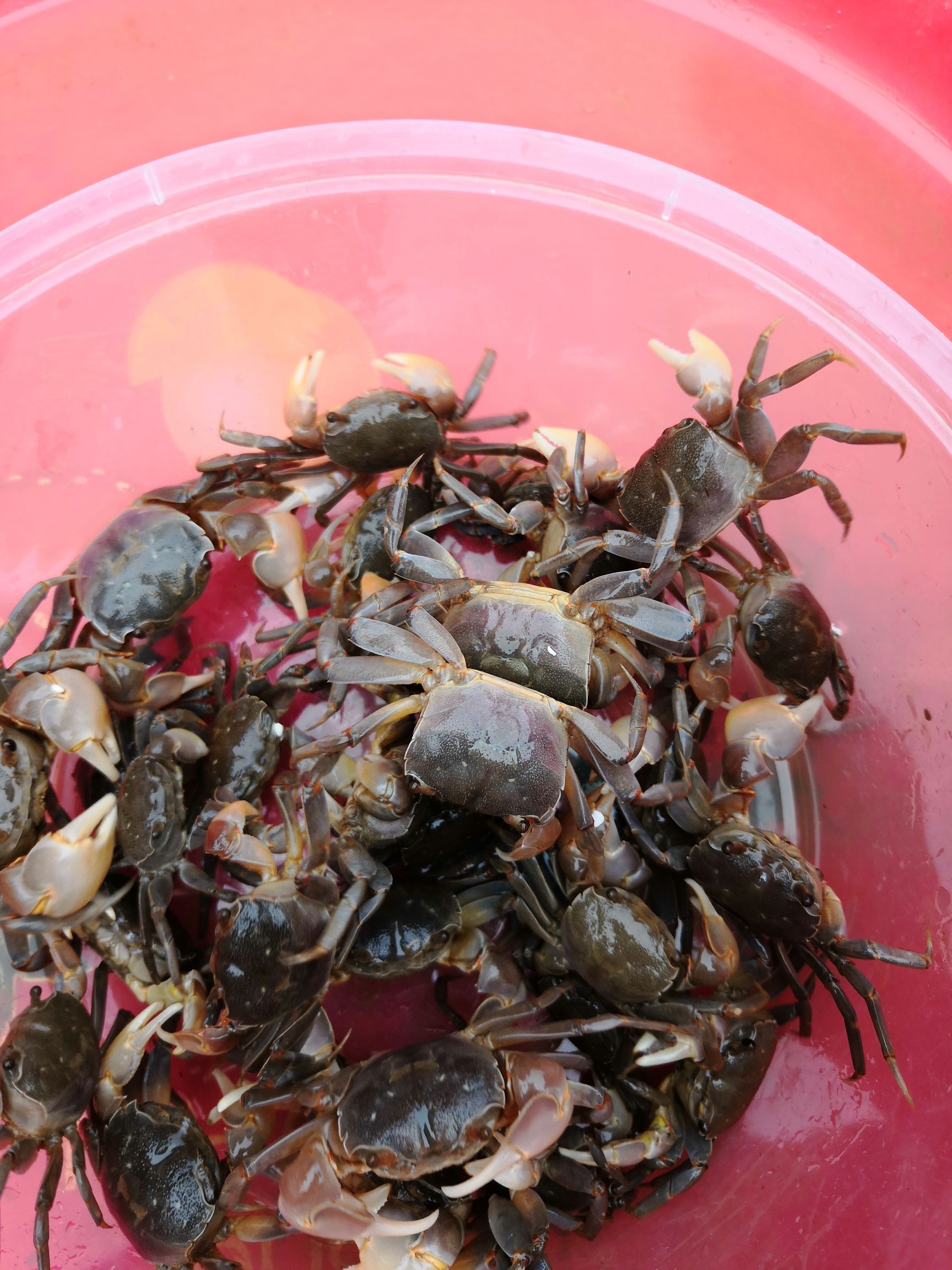  精品小海蟹
