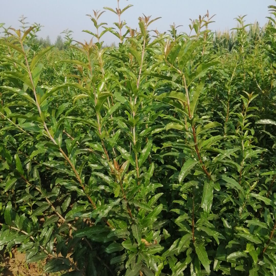 蒙阳红石榴苗  蒙阳红石榴树苗甜石榴苗果树苗