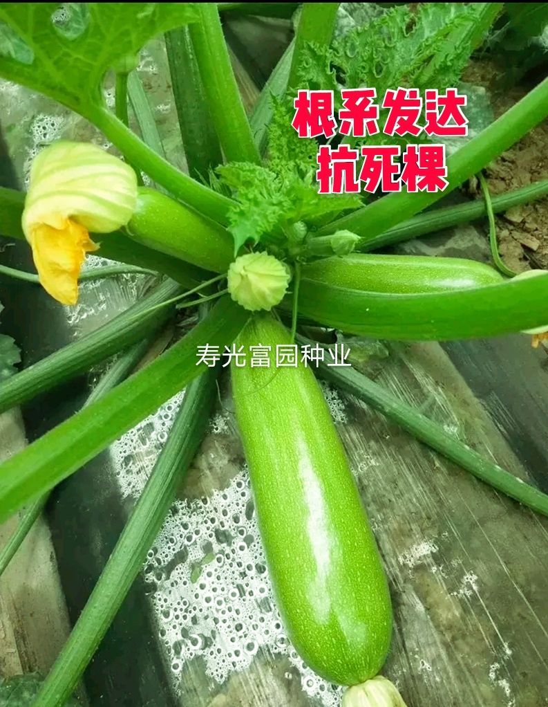 寿光市绿皮西葫芦种子  早春越冬西葫芦种子 角瓜种子 绿瓜条油亮