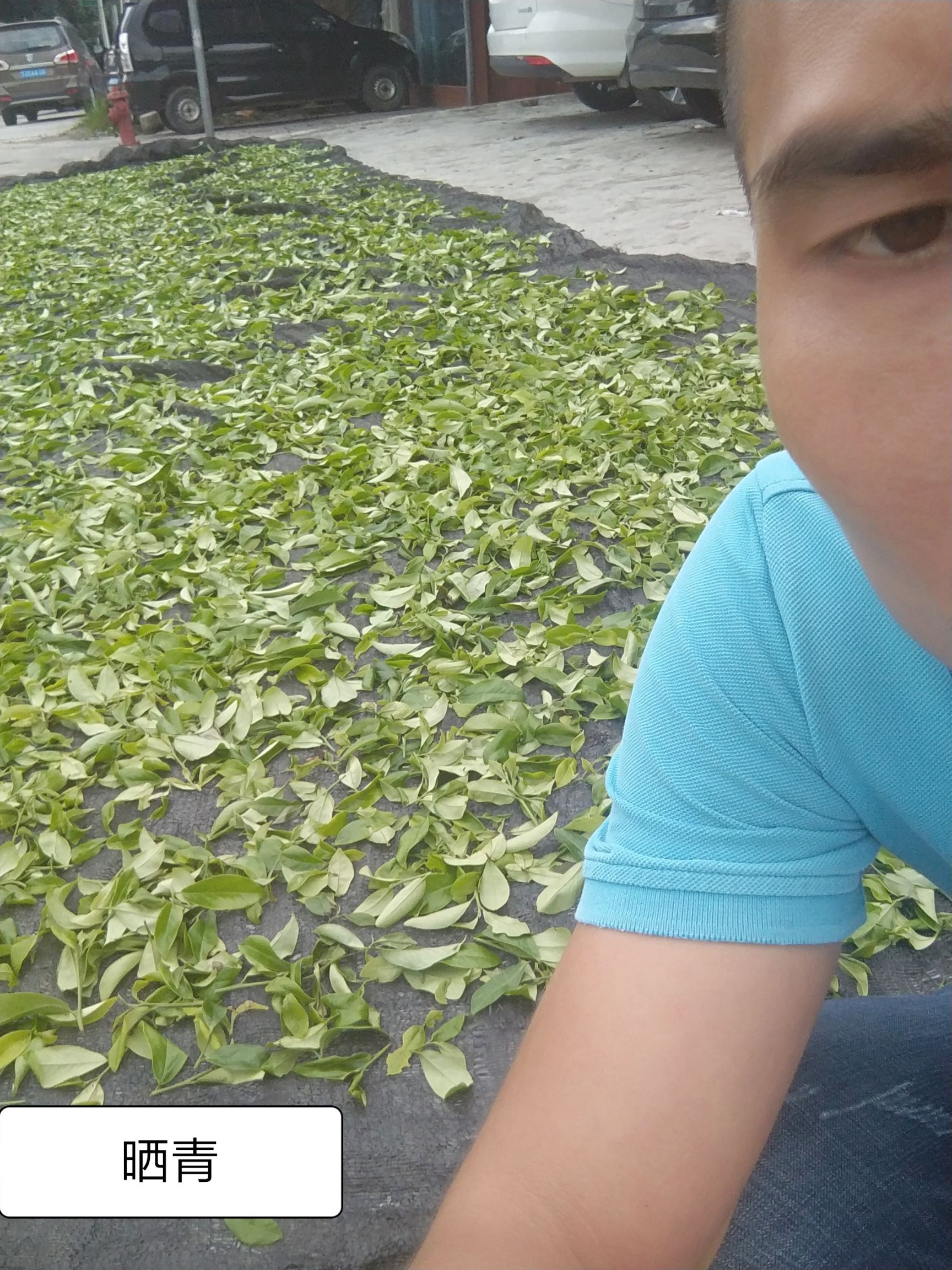 单丛茶  茶农自产茶，高山，老树，找合作伙伴，代发货商，有兴趣的加我v