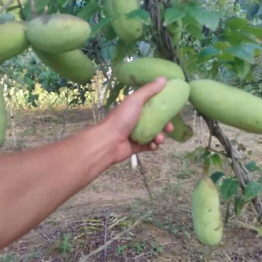 阳朔县 八月瓜对胃胀等肠胃疾病具有一定的食疗作用 民间圣果！