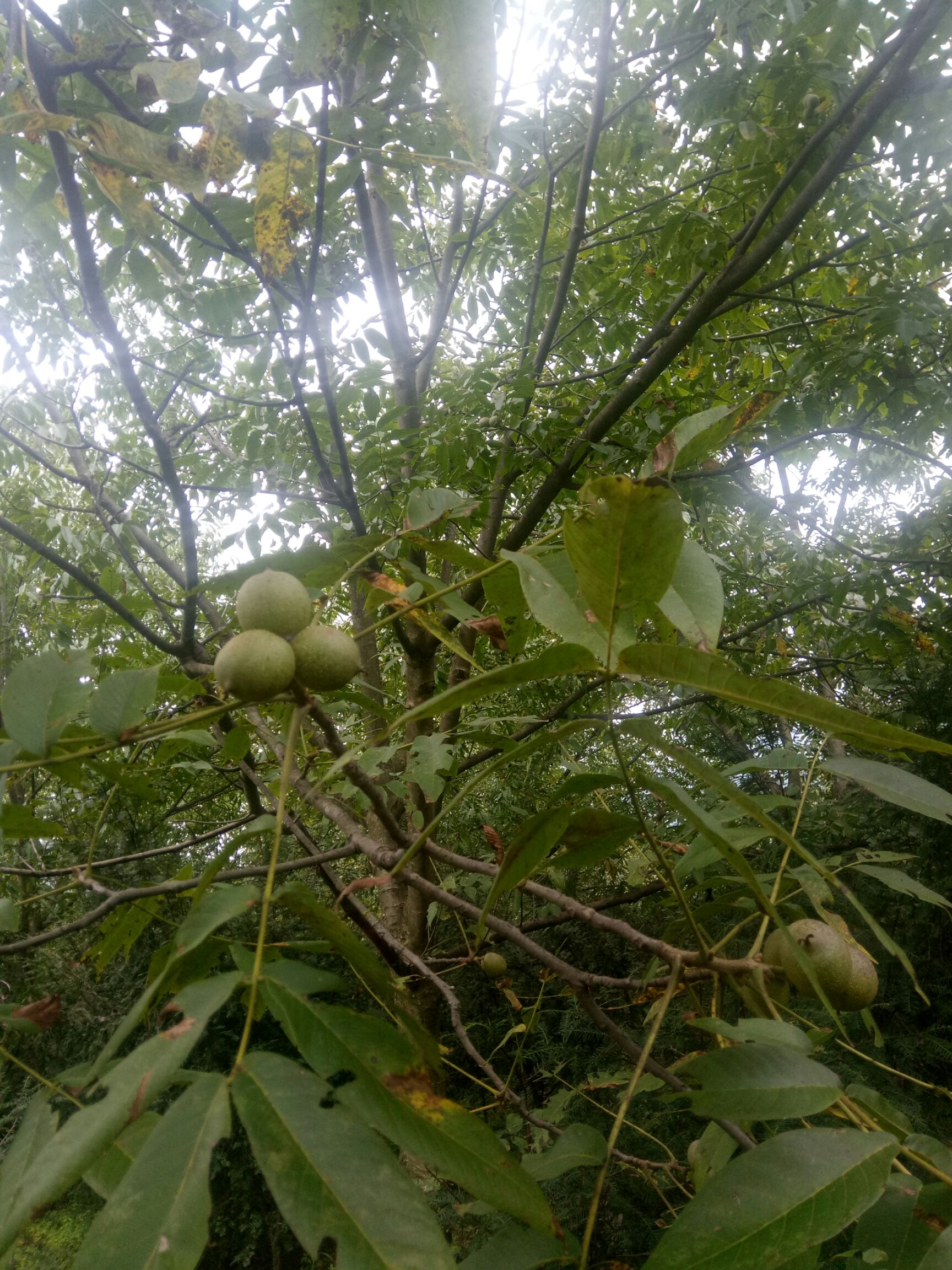  2019青皮核桃新鲜核桃