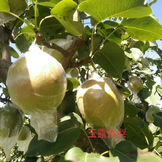清徐县 玉露香梨