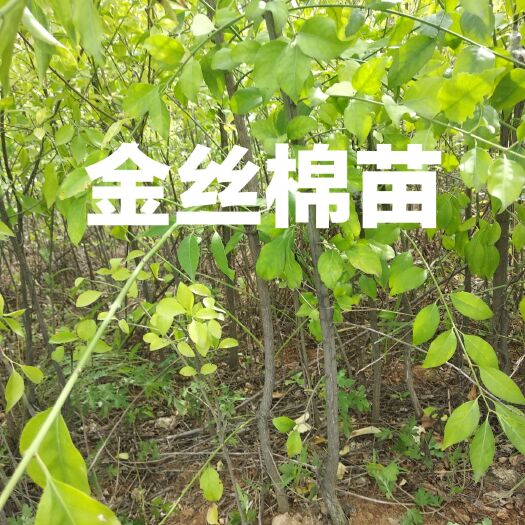 蓝田县香木瓜苗 