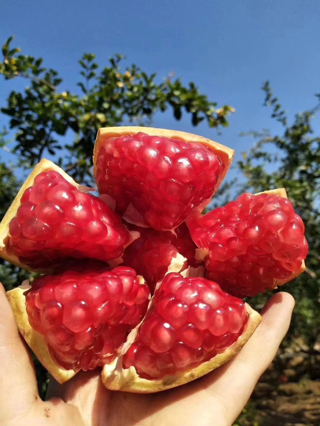 軟籽石榴苗 好吃的突尼斯軟籽石榴看這裡