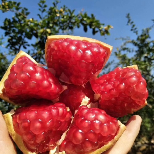 泰安软籽石榴苗 好吃的突尼斯软籽石榴看这里