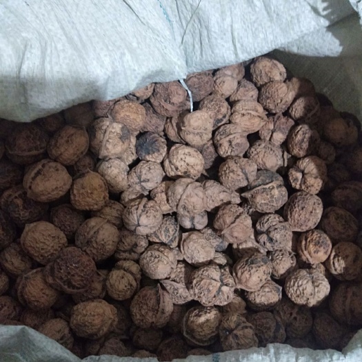 景东县 核桃