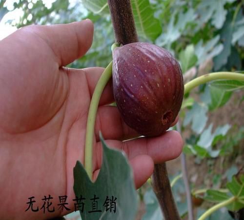 平邑县紫色波尔多苗
