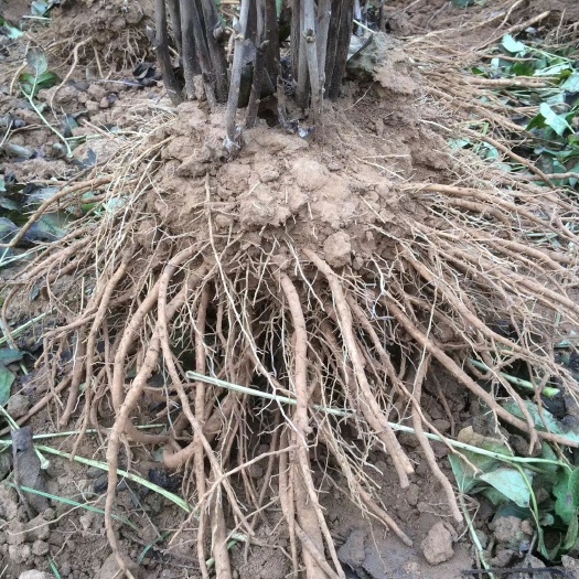 洛阳牡丹树 0.5~1米 12~14cm 8~10cm