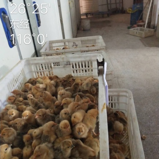 宁都县 青脚公鸡苗