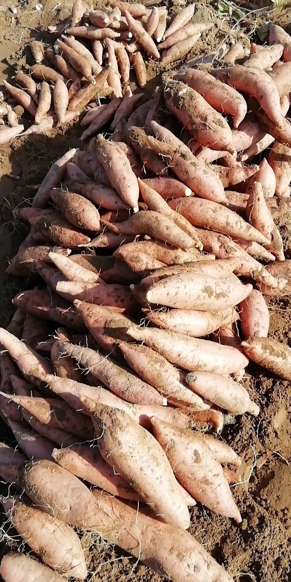  沙地红薯大量上市