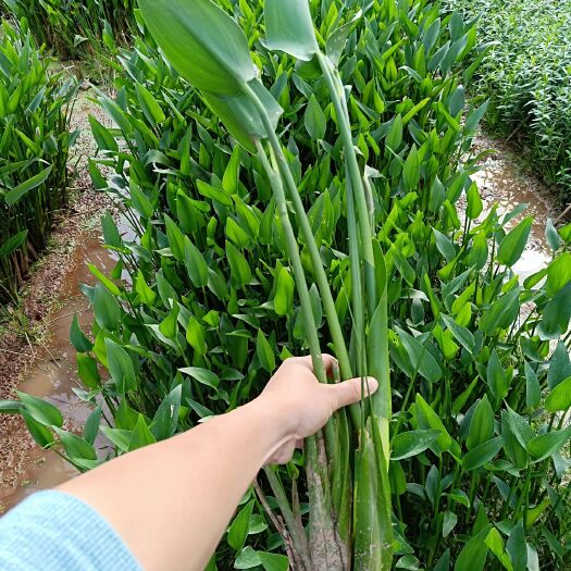 梧州雨久花