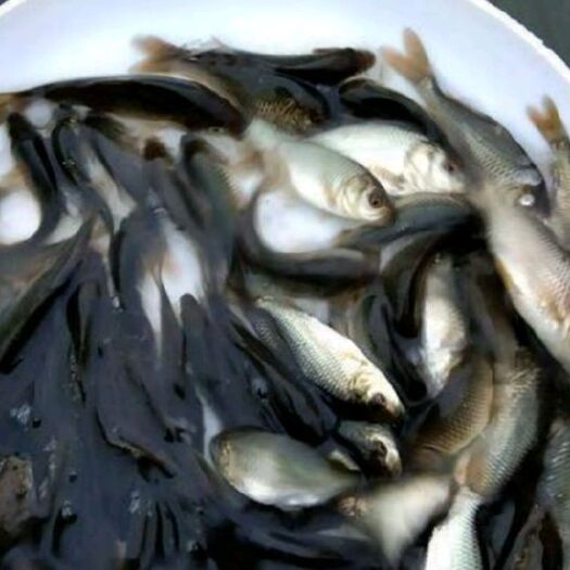 重庆市鲤鱼苗，小鲤鱼，鲤鱼，鲤鱼…5～10cm，人工养殖，成活高
