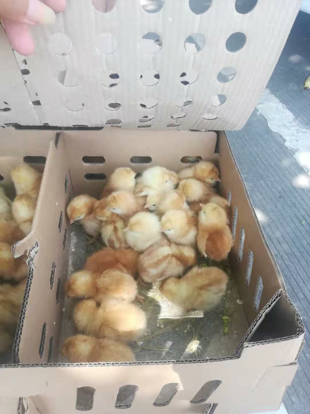  海兰褐蛋鸡苗