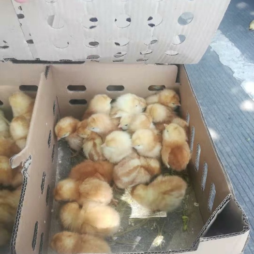 南宁 海兰褐蛋鸡苗