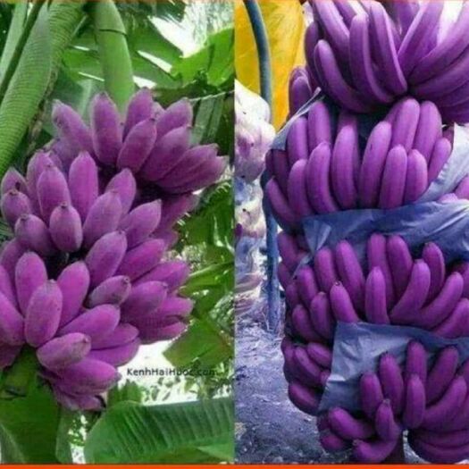 盐源县红香蕉 八成熟