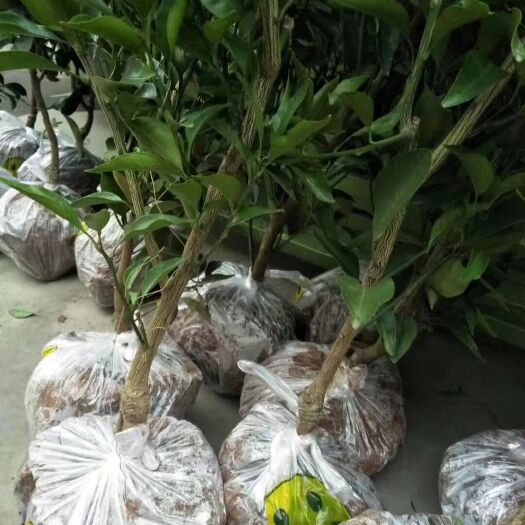 眉山明日见柑橘苗 大量批发零售明日见杯苗和枝条