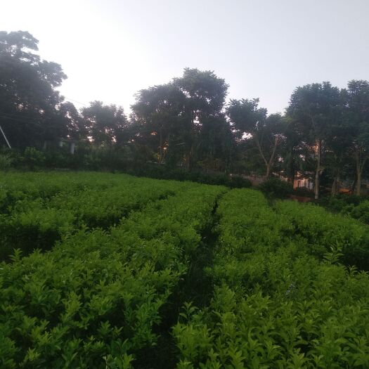 澄迈县红江橙苗 出售红江澄苗，福橙，绿橙苗，两年挂果，可提供技术支导