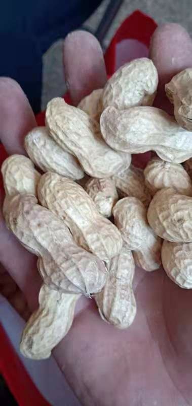 宁陵县带壳花生 手捡果