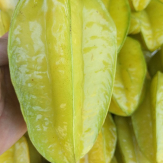 香蜜杨桃  廉江杨桃