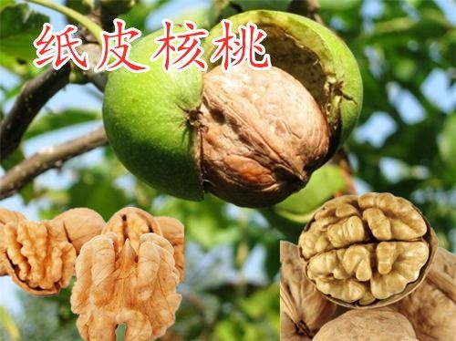 平邑县 正宗纸皮核桃苗 皮薄如纸 现挖现卖 基地直销
