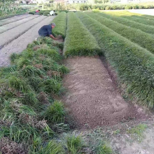 杭州玉龙草