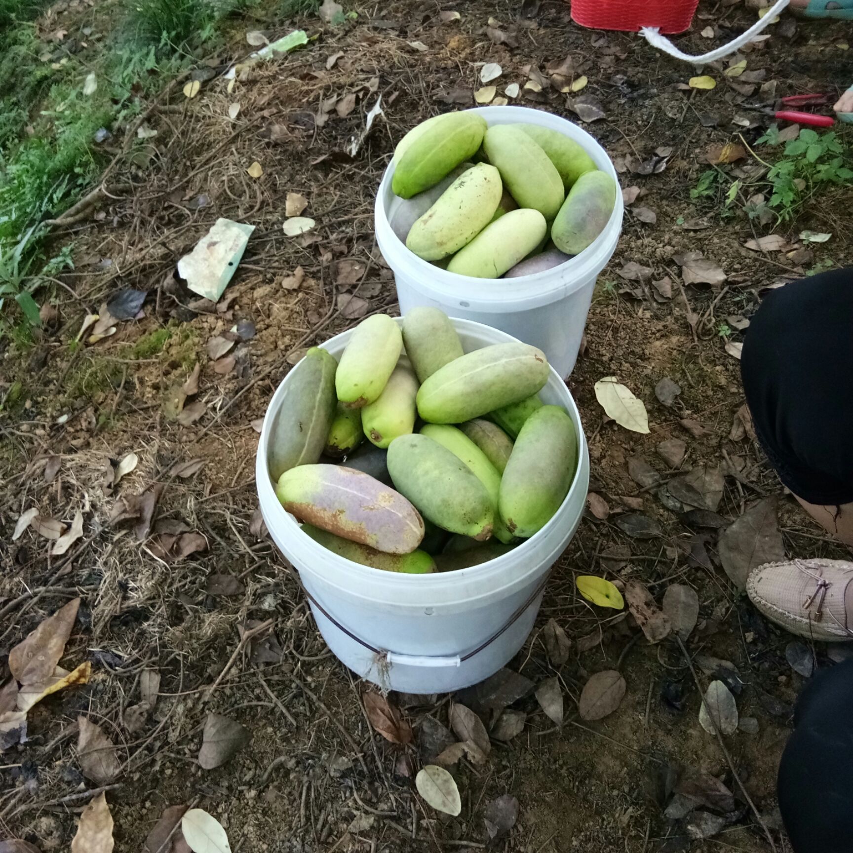 紫色一号八月瓜 150g以上 种植