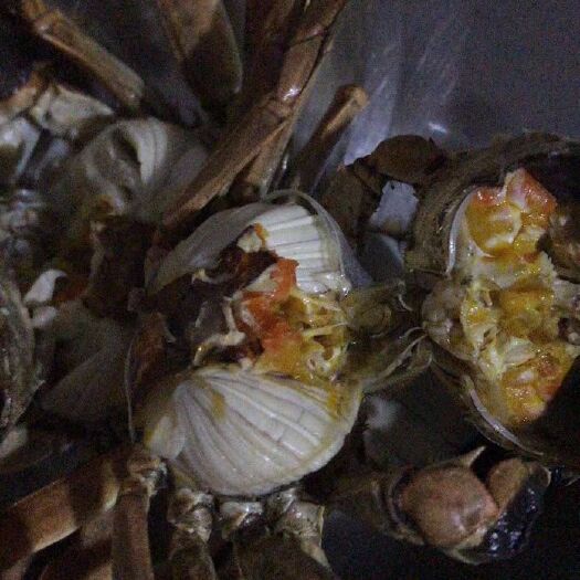 盘锦盘锦河蟹 盘锦螃蟹保肥
